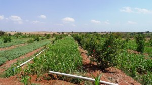 Pomegranate plants
